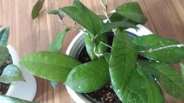 Мои хойи-капризули: Сигилатис, Обовата Сплеш, Борнео Gunung Gading, Макрофилла Pot of Gold и прочие