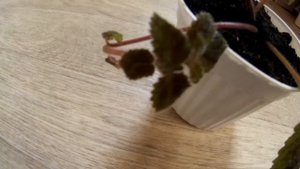 Эписция "Изумрудный Бархат" (Episcia "Emerald Velvet") - декоративный комнатный цветок