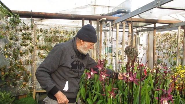 video n° 832: Aliceara Memorial Donald Yamada, nuova bellissima "Cambria" смотреть онлайн