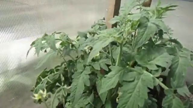 КАК ВЫГЛЯДЯТ СЕГОДНЯ ТОМАТЫ, ВЫСАЖЕННЫЕ В ТЕПЛИЦУ. Видео Ольги Черновой 19 мая смотреть онлайн