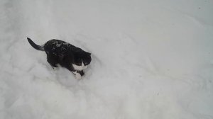 Домашний котик, путь домой по снегу / Home cat, the way home in the snow