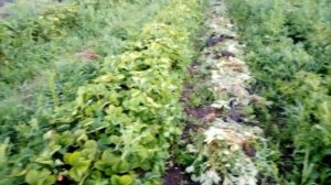 Посадка клубники в одну строчку. Теперь только так!!!