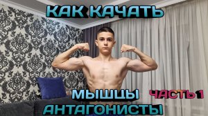 Как качать мышцы АНТОГОНИСТЫ часть 1