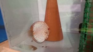 успешный нерест дискусов!