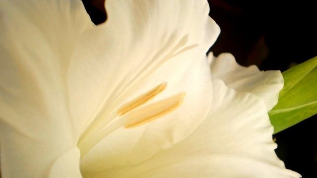 Гладиолусы смотреть онлайн