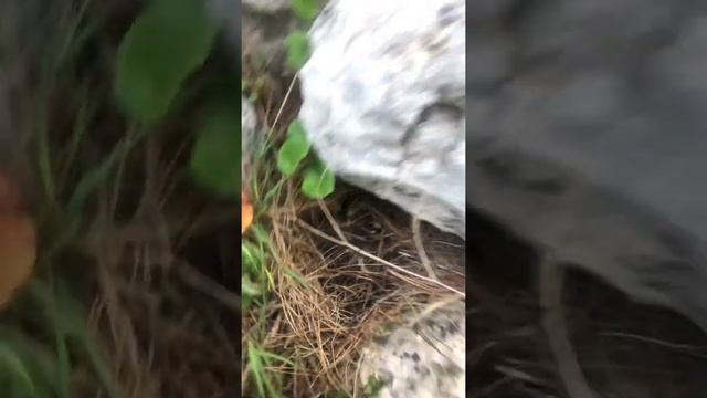 Первые грибы в этом сезоне смотреть онлайн