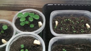 САМЫЙ  ЭФФЕКТИВНЫЙ  СПОСОБ  ПОСЕВА КРУПНОПЛОДНОЙ ЗЕМЛЯНИКИ .