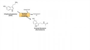 Serotonin and Melatonin Synthesis | Tryptophan Metabolism