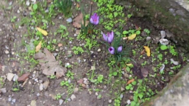 Шафран цветет! / Saffron flowers! смотреть онлайн