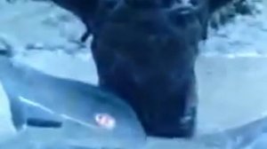 ЯМАХА РАПТОР 700r грязь тропа квадроцыклов RAPTOR 700