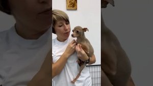 Приглашаем в гости 3 февраля. М.О. Томилино. Домик Мелкашей.