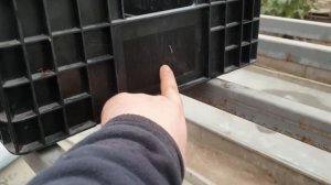 Выгонка Тюльпанов 2021: Подготовка почвы и ящиков для гидропоники