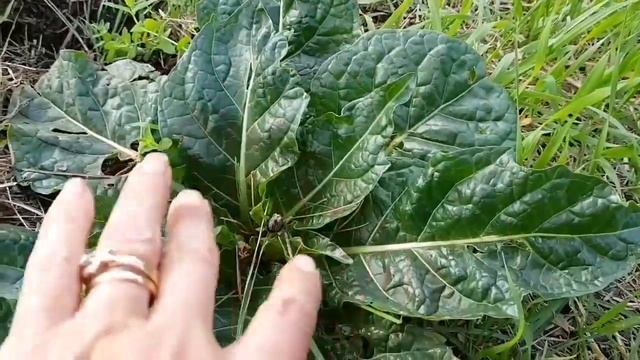 Чёртовы яблоки поспели. Damn apples are ripe.#сад #мандрагора #море#горы#прогулка#Review смотреть онлайн