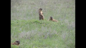 Стрелецкий заповедник   Беловодский р н Луганщина