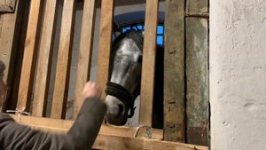 ДОМАШНИЕ СТАРТЫ В ХШН.Мои первые 100 см🥕Конный колледж 🐴 Хреновская Школа Наездников