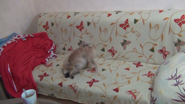 немецкий шпиц