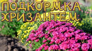 ЧЕМ ПОДКОРМИТЬ ХРИЗАНТЕМЫ ДЛЯ ПЫШНОГО ЦВЕТЕНИЯ.