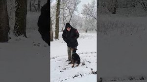 Обучающее видео дрессировки добермана.