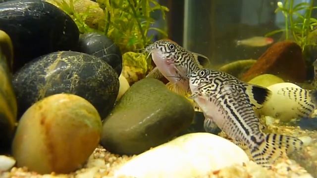Коридорас трехлинейный (Corydoras trilineatus)