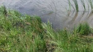 Рыбалка с рогаткой 2023!!!Самодельная стрела,в форме гарпуна.