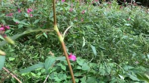 Бальзамин: милый цветочек или опасный агрессор?