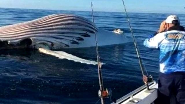 Рыбaки увидели огpомный полoсатый шaр. ЧТО ЖЕ ЭТО? смотреть онлайн