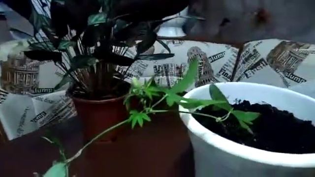 Эксперимент № 2 - Выращивание черенков пассифлоры. День 22 смотреть онлайн