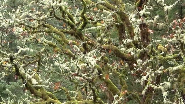 Epiphytes (Moss, Lichen), WA, USA. Эпифиты (130sp) смотреть онлайн