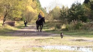 Детская песенка про лошадку. Развивающее видео для детей