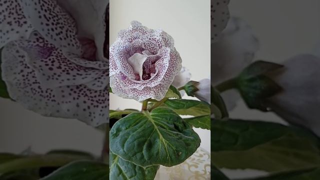 ГЛОКСИНИЯ МОЁ ОПЫЛЕНИЕ.САМЫЕ КРАСИВЫЕ ЦВЕТЫ В ДОМЕ.GLOXINIA FLOWERS