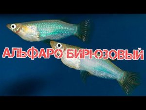 АЛЬФАРО БИРЮЗОВЫЙ. ЖИВОРОДЯЩАЯ АКВАРИУМНАЯ РЫБКА