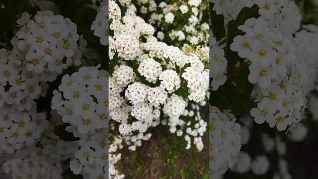 СПИРЕЯ ВАНГУТТА, БЕЛАЯ НЕВЕСТА (Spiraea ×vanhouttei)  #Shorts