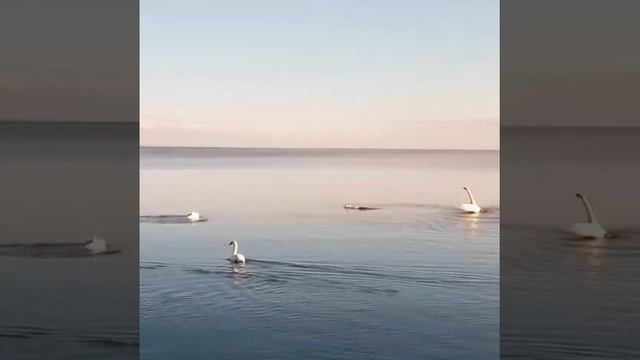 Лебединое Озеро!Невероятно красивых лебедей засняли на Иссык куле!