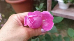 Engl. Rosa Royal Jubilee англ.  Роза Рояль Джубили