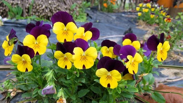 ВИОЛА АНЮТИНЫ ГЛАЗКИ #цветы #flowers #виола #анютиныглазки