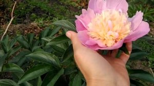 Пион Олимпиада - 80.