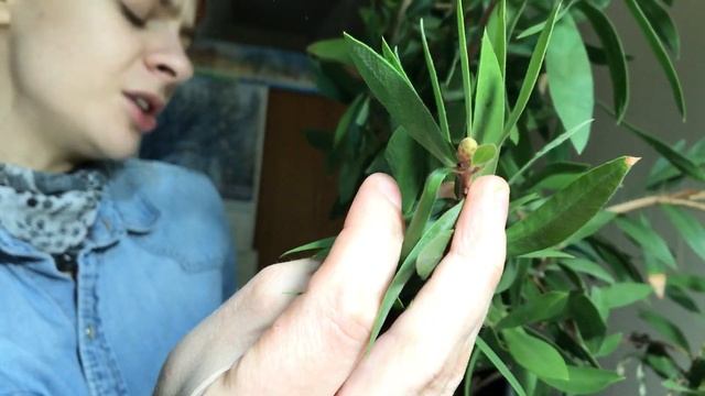 Зимнее цветение Лимонного Каллистемона (Callistemon Citrinus) смотреть онлайн