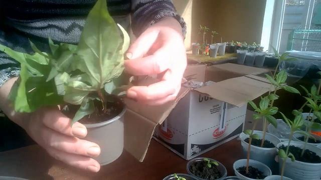 ИПОМЕЯ - БАТАТ , я ее приобрела. Черенки Ипомеи - батат. Cuttings of Ipomoea - sweet potato. смотреть онлайн