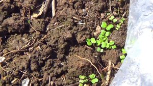 Деревенский парник. Сажаю овощи и делаю парники из палок. Парник своими руками. 132 серия