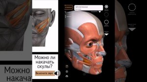 Можно ли накачать скулы. Показываю, как устроено лицо в этой зоне