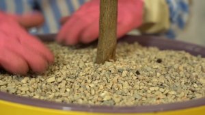 Этот лимон сможет вырастить каждый