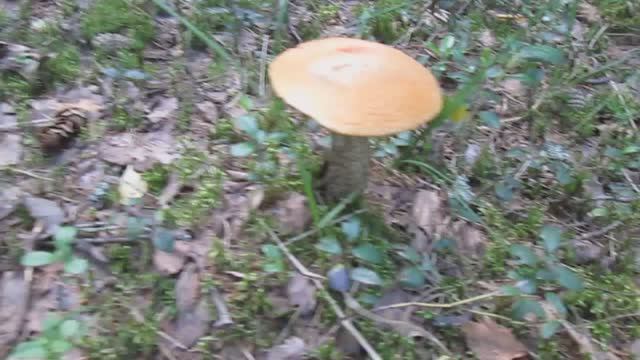 Собираю грибы в красивом лесу (23.07.2023 г.)