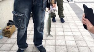 Рыбаки Новороссийска активизировались . в След за сарганом стала подходить КЕФАЛЬ. Лов КЕФАЛИ