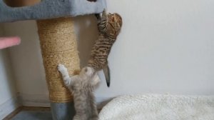 Папа кот мама кошка и дети котята Сборник видео про котят скоттиш фолд и скоттиш страйт