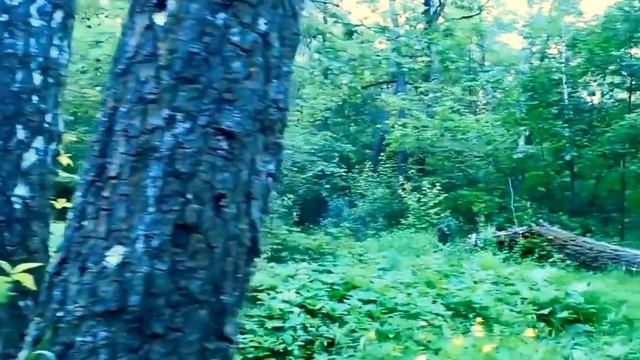 Парк Олимпик в Воронеже . Мы гуляем по лесу . смотреть онлайн