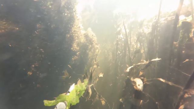 Подводная охота - щука, лещ и бобр смотреть онлайн