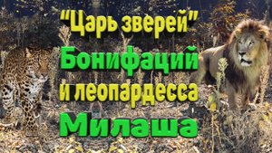 Царь зверей Бонифаций и леопардесса Милаша.mkv