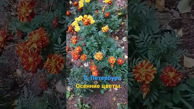 Осенние цветы. Санкт-Петербург. #осень2021# осенниецветы#красотаприроды