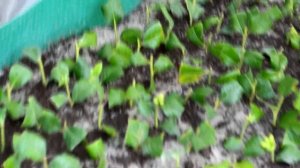 Размножение голубики зеленым черенкованием.