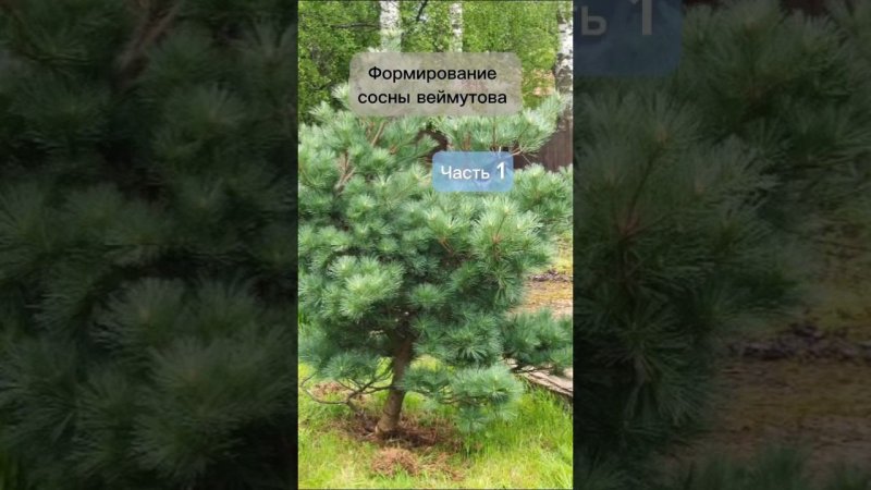 Формирование сосны Веймутова. Часть 1.  #бонсай #bonsai #ниваки #сад #андрейдарусенков #хвойные